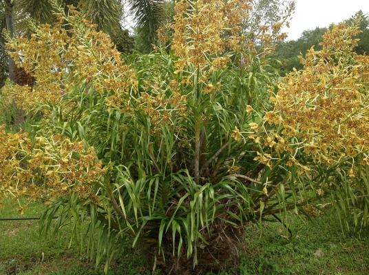 ขอนอกเรืองครับขายกล้วยไม้ยักครับ