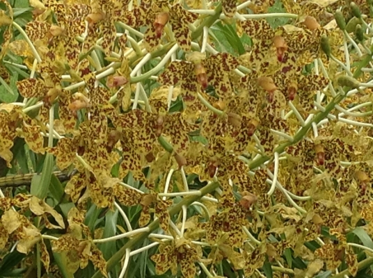 ขอนอกเรืองครับขายกล้วยไม้ยักครับ