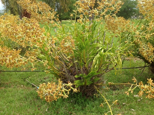 ขอนอกเรืองครับขายกล้วยไม้ยักครับ