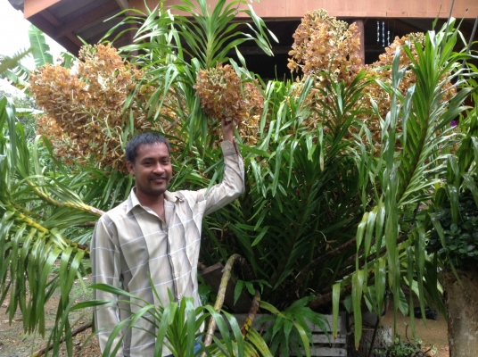 ขอนอกเรืองครับขายกล้วยไม้ยักครับ