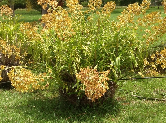 ขอนอกเรืองครับขายกล้วยไม้ยักครับ