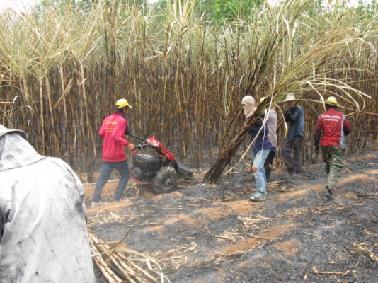 ขายรถตัดอ้อยชนิดเดินตาม ESM นำเข้าจากเยอรมัน ขายรถตัดอ้อยชนิดเดินตาม ESM นำเข้าจากเยอรมัน