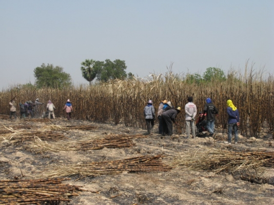 ขายรถตัดอ้อยชนิดเดินตาม ESM นำเข้าจากเยอรมัน ขายรถตัดอ้อยชนิดเดินตาม ESM นำเข้าจากเยอรมัน