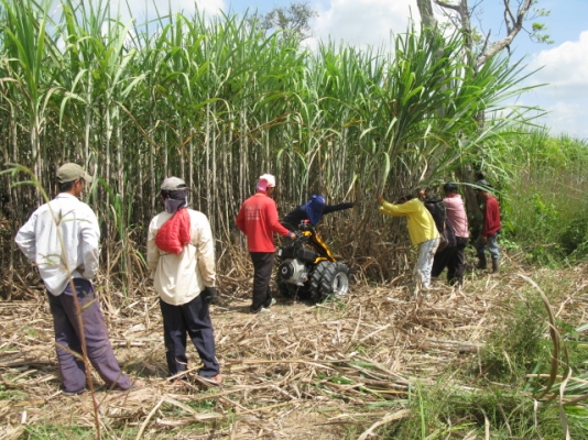 ขายรถตัดอ้อยชนิดเดินตาม ESM นำเข้าจากเยอรมัน ขายรถตัดอ้อยชนิดเดินตาม ESM นำเข้าจากเยอรมัน