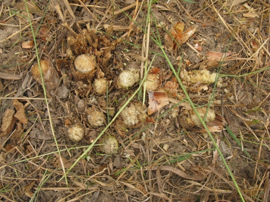 ขายรถตัดอ้อยชนิดเดินตาม ESM นำเข้าจากเยอรมัน ขายรถตัดอ้อยชนิดเดินตาม ESM นำเข้าจากเยอรมัน