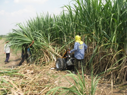 ขายรถตัดอ้อยชนิดเดินตาม ESM นำเข้าจากเยอรมัน ขายรถตัดอ้อยชนิดเดินตาม ESM นำเข้าจากเยอรมัน