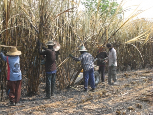 ขายรถตัดอ้อยชนิดเดินตาม ESM นำเข้าจากเยอรมัน ขายรถตัดอ้อยชนิดเดินตาม ESM นำเข้าจากเยอรมัน