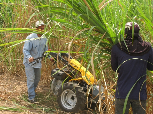 ขายรถตัดอ้อยชนิดเดินตาม ESM นำเข้าจากเยอรมัน ขายรถตัดอ้อยชนิดเดินตาม ESM นำเข้าจากเยอรมัน