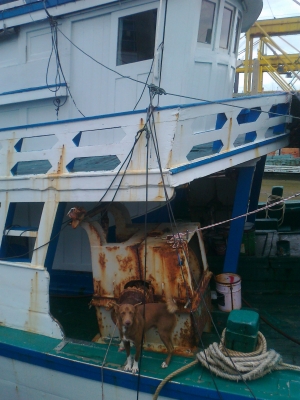 ขายเรือประมง