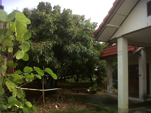 ด่วนบ้านเดี่ยวชันเดียวพร้อมที่ดิน นครเจดีย์ ป่าซาง ลำพูน