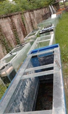 ประกาศขายตู้ปลา พร้อมใช้งาน