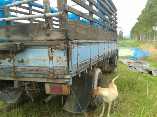 ขายอิซูซุNPR