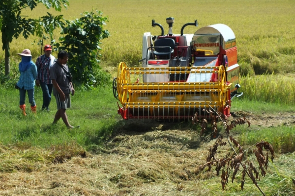 ขายด่วนรถเกี่ยวข้าว หน้าเกี่ยว 2 เมตร