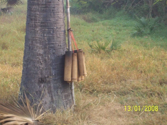 ขาย น้ำตาลสด ขวด15บาท ขาย น้ำตาลสด ขวด15บาท