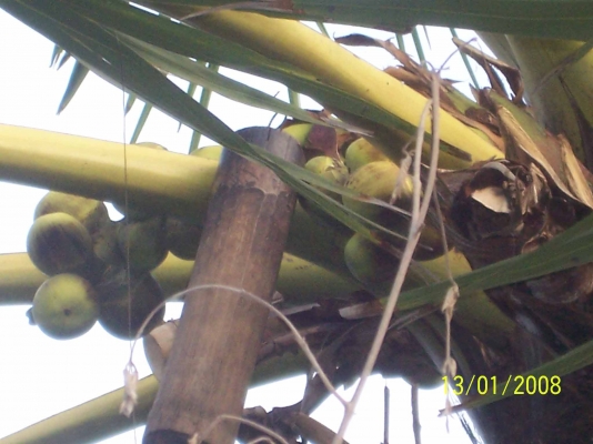 ขาย น้ำตาลสด ขวด15บาท ขาย น้ำตาลสด ขวด15บาท