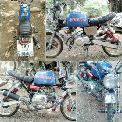 หาเจ้าของใหม่ กอลิล่าสตาร์เลี่ยน 27900