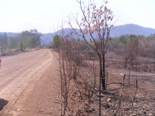 ขายที่ดิน  (ขอบคุณที่เข้าชมครับ)ไร่ละ180,000นํ้าประปา ไฟฟ้าพร้อม