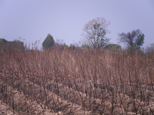 ขายที่ดิน  (ขอบคุณที่เข้าชมครับ)ไร่ละ180,000นํ้าประปา ไฟฟ้าพร้อม