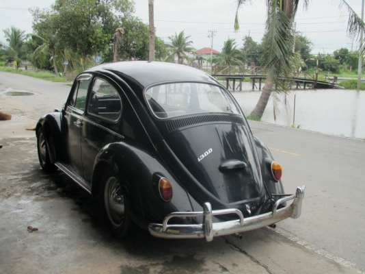 เต่าตาหวานปี 66