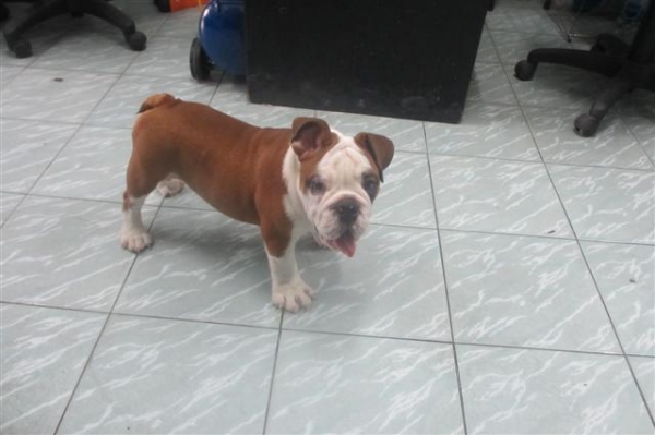 ต้องการซื้อ CB 125