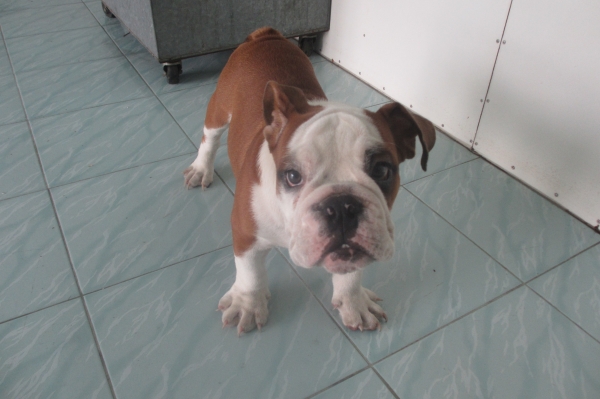 ต้องการซื้อ CB 125