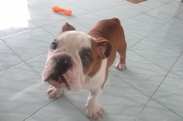 ต้องการซื้อ CB 125