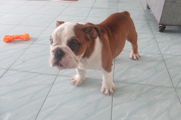 ต้องการซื้อ CB 125