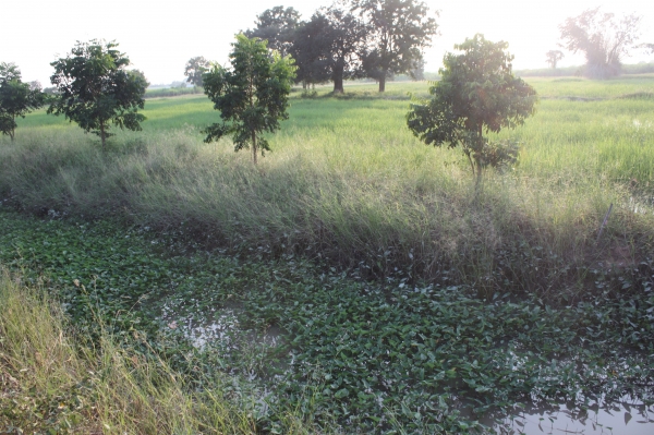 ขายที่ดิน 12 ไร่ ไฟฟ้า3เฟส น้ำบาดาลเจาะออก ห่างจากถนนหลวงแผ่นดิน 80 เมตร อ.เลาขวัญ จ.กาญจนบุรี