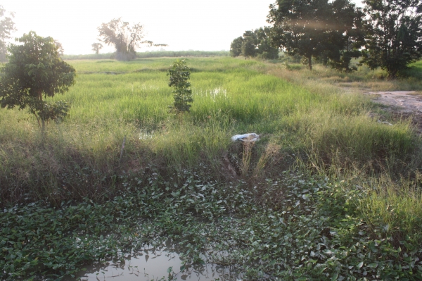 ขายที่ดิน 12 ไร่ ไฟฟ้า3เฟส น้ำบาดาลเจาะออก ห่างจากถนนหลวงแผ่นดิน 80 เมตร อ.เลาขวัญ จ.กาญจนบุรี