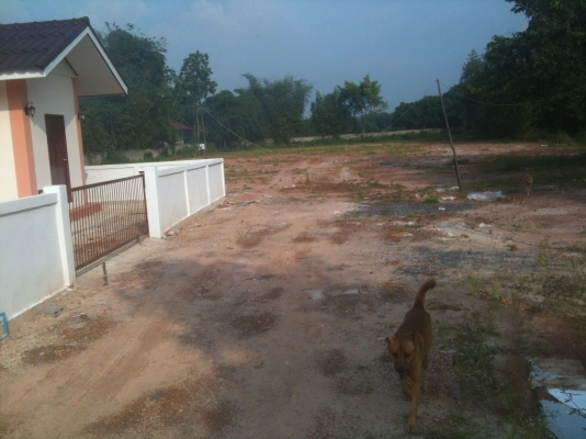 ขายที่ดินเปล่าถมแล้ว แปลงละ 60 ตารางวาๆ ละ 5,000 บาท