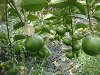 สวนเกษตรเชื่อมสัมพันธ์ คลอง 11 ถนนรังสิต-นครนายก ขายต้นมะนาวแป้นพวง, แป้นพิจิตร บนต้นตอมะขวิด, ต้นมะขวิดสำหรับเสียบยอดส้ม, สัมพันธุ์ต่าง ๆ