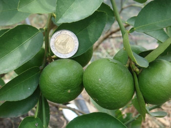 สวนเกษตรเชื่อมสัมพันธ์ คลอง 11 ถนนรังสิต-นครนายก ขายต้นมะนาวแป้นพวง, แป้นพิจิตร บนต้นตอมะขวิด, ต้นมะขวิดสำหรับเสียบยอดส้ม, สัมพันธุ์ต่าง ๆ