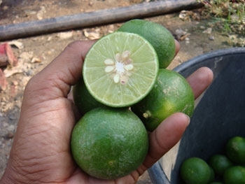 สวนเกษตรเชื่อมสัมพันธ์ คลอง 11 ถนนรังสิต-นครนายก ขายต้นมะนาวแป้นพวง, แป้นพิจิตร บนต้นตอมะขวิด, ต้นมะขวิดสำหรับเสียบยอดส้ม, สัมพันธุ์ต่าง ๆ