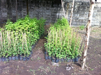 สวนเกษตรเชื่อมสัมพันธ์ คลอง 11 ถนนรังสิต-นครนายก ขายต้นมะนาวแป้นพวง, แป้นพิจิตร บนต้นตอมะขวิด, ต้นมะขวิดสำหรับเสียบยอดส้ม, สัมพันธุ์ต่าง ๆ