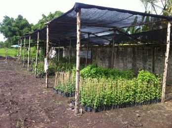 สวนเกษตรเชื่อมสัมพันธ์ คลอง 11 ถนนรังสิต-นครนายก ขายต้นมะนาวแป้นพวง, แป้นพิจิตร บนต้นตอมะขวิด, ต้นมะขวิดสำหรับเสียบยอดส้ม, สัมพันธุ์ต่าง ๆ