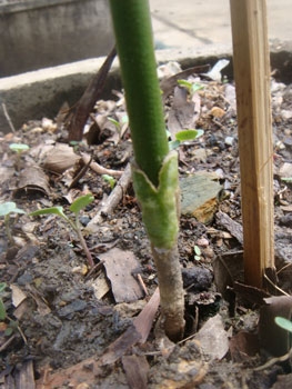 สวนเกษตรเชื่อมสัมพันธ์ คลอง 11 ถนนรังสิต-นครนายก ขายต้นมะนาวแป้นพวง, แป้นพิจิตร บนต้นตอมะขวิด, ต้นมะขวิดสำหรับเสียบยอดส้ม, สัมพันธุ์ต่าง ๆ