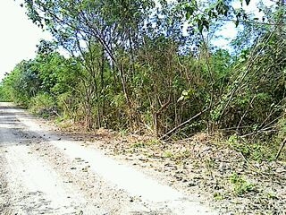 ขายที่อำเภอปากช่องโฉนด2ไร่ 1500000