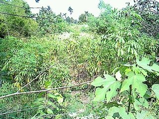 ขายที่อำเภอปากช่องโฉนด2ไร่ 1500000