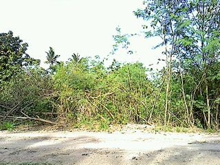 ขายที่อำเภอปากช่องโฉนด2ไร่ 1500000