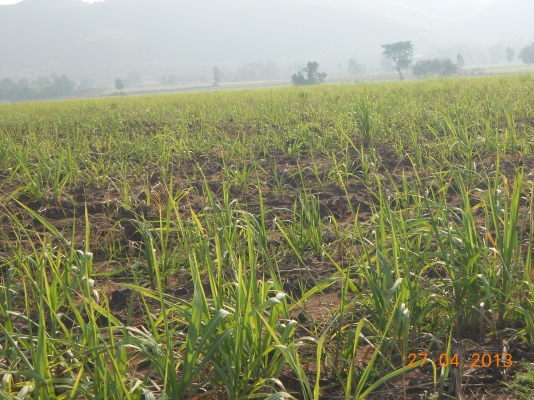 ขายที่ดินอ.เนินขาม จ.ชัยนาท ที่สวยมาก ทำเลดี จำนวน180ไร่ ไร่ละ150000 ทางเข้าออกสะดวก