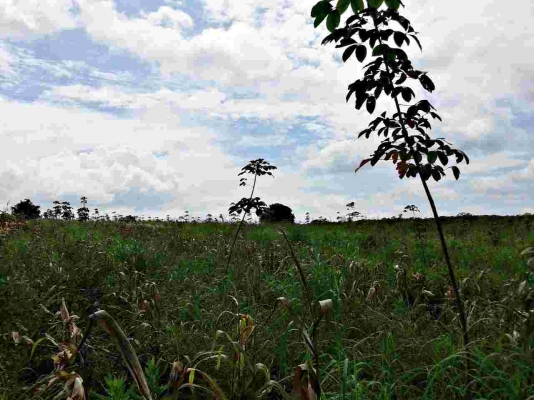 ขายสวนยางพารา 23 ไร่ ยาง 2 ปี ไร่ละ 40,000 บาท