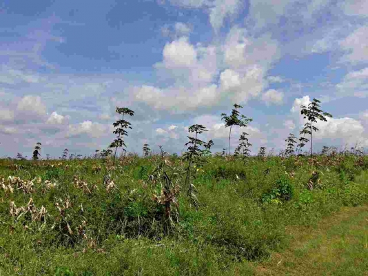 ขายสวนยางพารา 23 ไร่ ยาง 2 ปี ไร่ละ 40,000 บาท