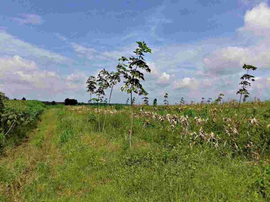 ขายสวนยางพารา 23 ไร่ ยาง 2 ปี ไร่ละ 40,000 บาท