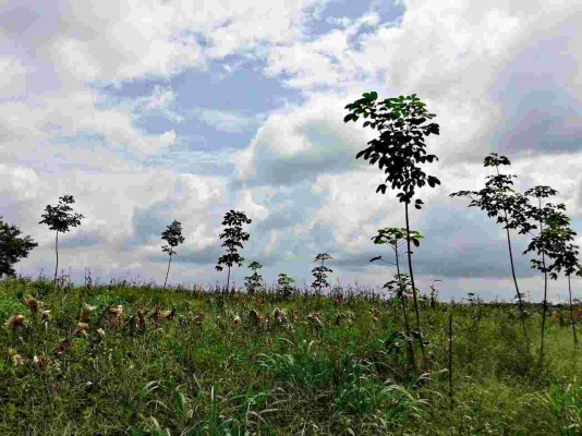 ขายสวนยางพารา 23 ไร่ ยาง 2 ปี ไร่ละ 40,000 บาท