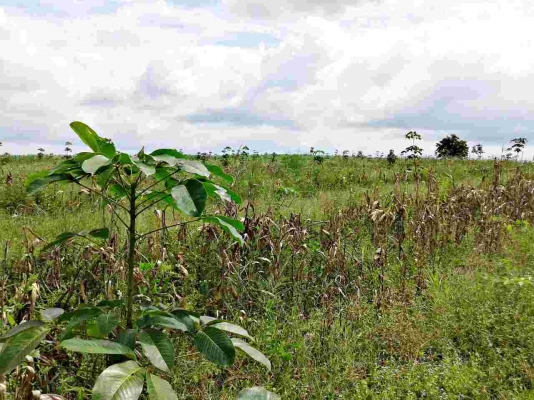 ขายสวนยางพาราราคาถูก 23 ไร่ ยาง 2 ปี ไร่ละ 40,000 บาท