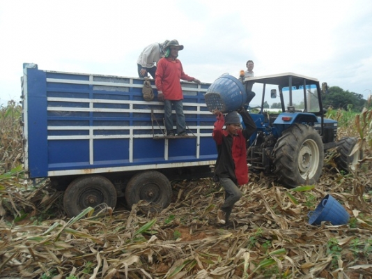 ขายแล้ว เทลเลอร์ดั้มพ์เกษตร  2คาน4ล้อ ขอบ16"  กระบะเหล็กคอกสูง ขนพืชไร่ได้เลย ขอบคุณ คุณป้อง สระบุรีมากครับ