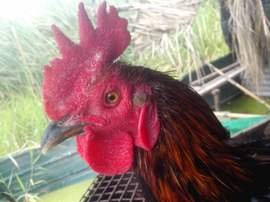 ขายไก่ชน หลายสายพัน ราคา 300 ขึ้นไป