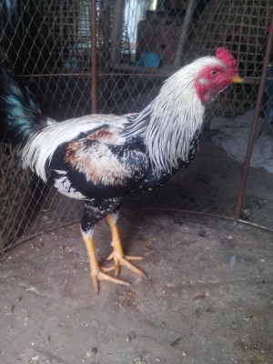 ขายไก่ชน หลายสายพัน ราคา 300 ขึ้นไป