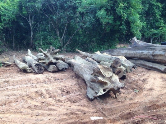 ขายไม้เนื้อแข็งจำนวนมาก มีใบซื้อ-ขายถูกต้องครับ