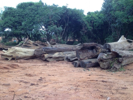 ขายไม้เนื้อแข็งจำนวนมาก มีใบซื้อ-ขายถูกต้องครับ